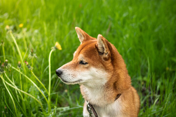 Portrait of japanese red dog shiba inu. The dog sits in the green grass and looks into the distance. Cheerful and cute dog.