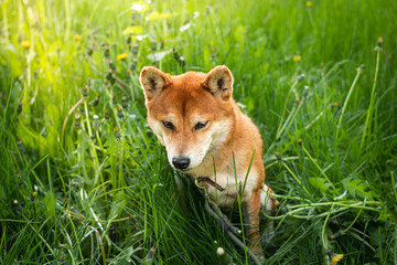 Naklejka na ściany i meble Red shiba inu dog plays in spring green grass. Funny japanese dog shiba inu looks like a fox.