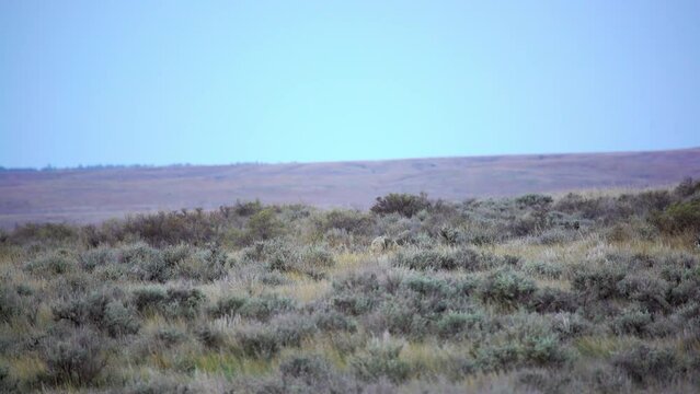 Coyote in sage yips and calls its friend in early morning