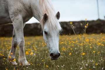 Grey Connemara pony grazing in paddock with buttercups, headshot, foraging 