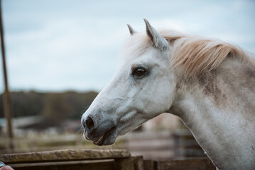 Portrait of grey pony