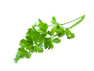 Celery Mint Parsley leaf png images _ tree images _ plant images _ leaves images _ celery mint...