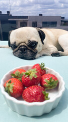 A pug looking at a bowl of strawberries. Dogs and fruit.  Dog food intolerances.