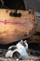 Biała łaciata kotka odpoczywa sobie na polu na tle sprzętu budowlanego/walca w niedzielę. - obrazy, fototapety, plakaty