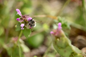 Porobnica włochatka (Anthophora plumipes) dzika pszczoła Polski na kwiatach, w środku miasta.