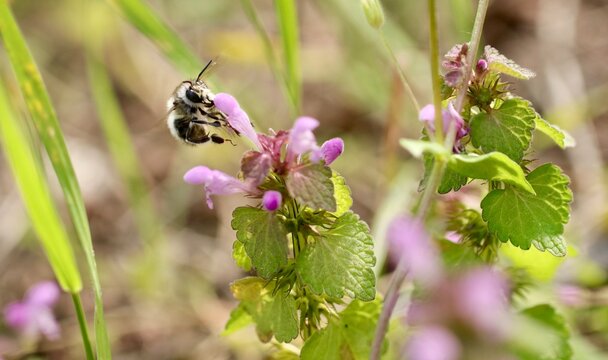 Dzika pszczoła - porobnica włochatka Anthophora plumipes (samiec) na r&oacute;żowych kwiatach jasnoty purpurowej. Polskie owady