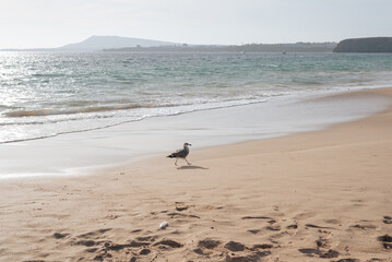 
Summer sunset with a seagull on Papagayo beach, Lanzarote, canary Islands, Spain.
Landscape of a beach on Lanzarote coast with a seagull strolling along the shore.
