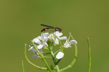 Close up tiny, female hoverfly Common Dainty, Baccha elongata. Family syrphidae. On flowers of garlic mustard (Alliaria petiolata). Spring, May. Dutch garden.
