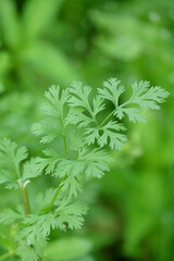 closeup the ripe green coriander plant with leaves growing in the farm soft focus natural green brown background.