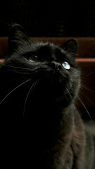 Czarny kot z uniesioną głową
