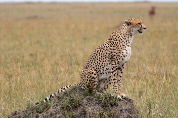 Cheetah stands on a rock and stalks its prey in the grassland of the Masaai Mara Reserve in Kenya