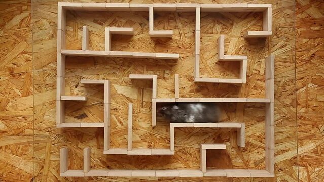 A Syrian hamster runs through a maze. The rodent finds a way out of the maze.