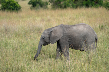 Baby elephant walks in tall grass - Kenya, Africa Masaai Mara Reserve