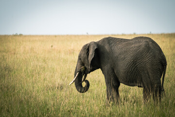 Elephant eats grass in the Masaai Mara Reserve Kenya