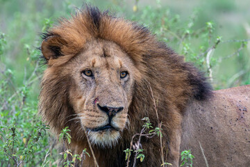 Lion face portrait, as it watches in the Masaai Mara Reserve in Kenya, Africa