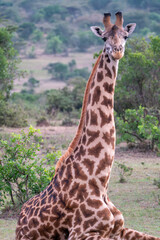 Sitting giraffe, looking at camera in the Masaai Mara Reserve, Kenya