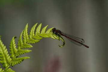Dragonfly on the tip of a fern in a macro photo