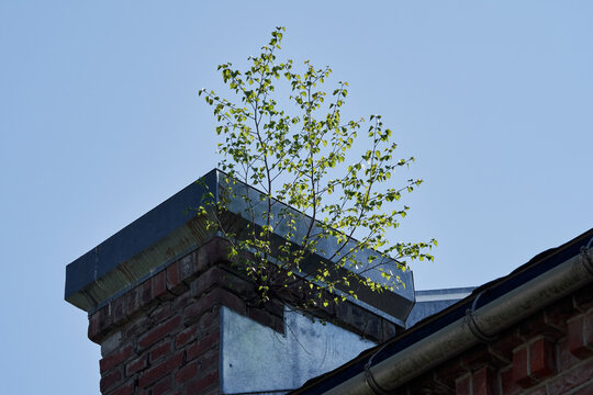 a birch grows out of a brick building