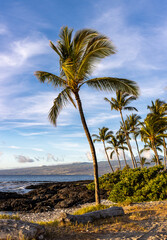Fototapeta na wymiar palm trees on beach in Hawaii