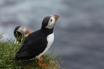 Macareux sur les falaises islandaises