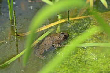 Gelbbauchunke (Bombina variegata) im Tümpel mit saugender Gnitze