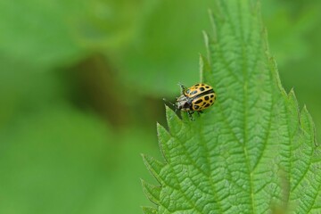 Gefleckter Weidenblattkäfer (Chrysomela vigintipunctata)