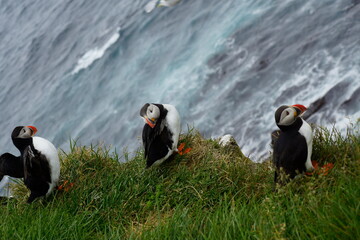 Macareux sur les falaises islandaises