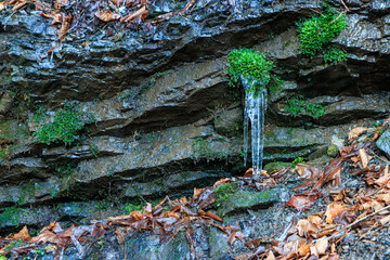 Icicles on a mossy rock