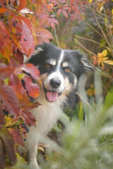 Autumn portrait of border collie in leaves. He is so cute in the leaves. He has so lovely face.