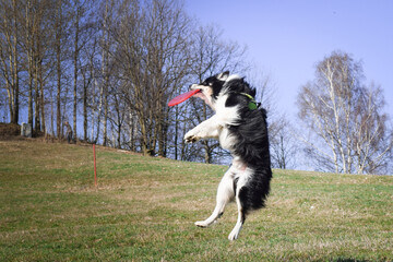 Dog is running with frisbee on frisbee competition. When dog want something he can fly. Flying...