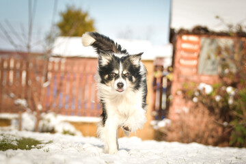 Obraz premium Border collie is running through a garden in the snow. Winter fun in the snow.