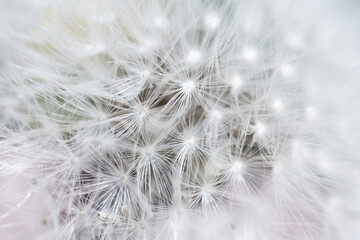 Obraz na płótnie Canvas Super macro close-up of dandelion fluff. Abstract close-up of dandelion seeds background. Macro shot of detailed dandelion flower seed in natural environment. Soft selective focus