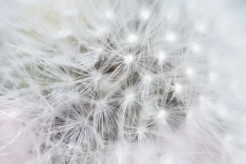 Abwaschbare Fototapete Super macro close-up of dandelion fluff. Abstract close-up of dandelion seeds background. Macro shot of detailed dandelion flower seed in natural environment. Soft selective focus © Emvats