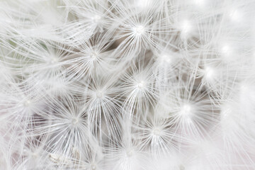 Obraz premium Super macro close-up of dandelion fluff. Abstract close-up of dandelion seeds background. Macro shot of detailed dandelion flower seed in natural environment. Soft selective focus