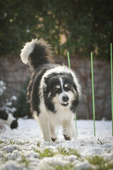 Obraz premium Border collie is running through a garden in the snow. Winter fun in the snow.