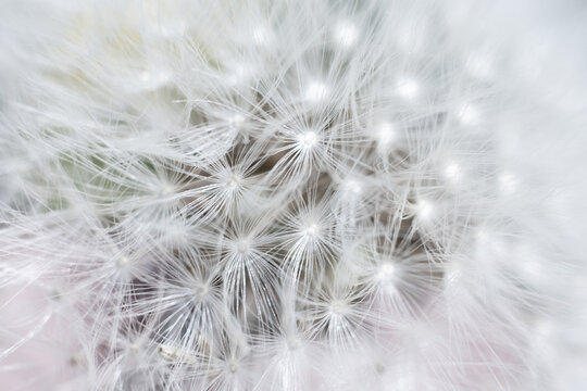 Super macro close-up of dandelion fluff. Abstract close-up of dandelion seeds background. Macro shot of detailed dandelion flower seed in natural environment. Soft selective focus