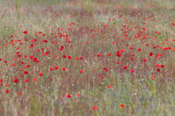 champ de coquelicots dans une prairie au printemps