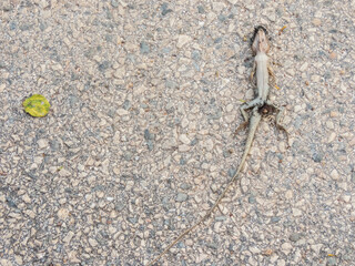 A dead chameleon on the street is a heartbreaking sight. The ants are moving to eat the lizards to bring scents and food sources back to their nests.close up