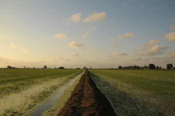 Rice field at sunset
