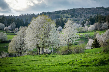 Historic agrarian landscape, Hrinovske lazy, Slovakia © vrabelpeter1