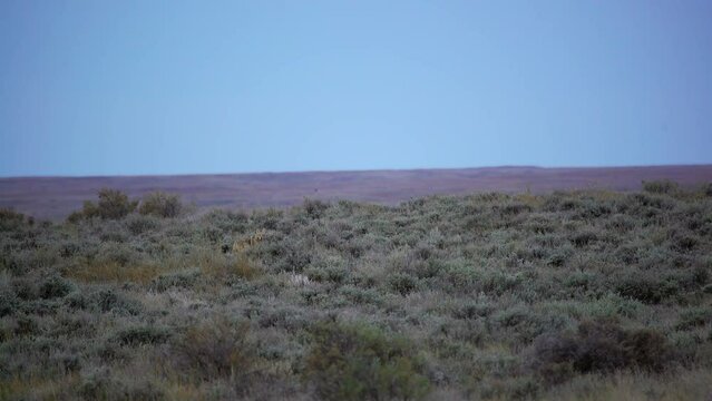 Lone coyote howls from sage and sneaks across prairie