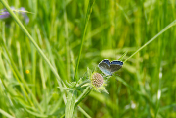 Male Mazarine blue (Cyaniris semiargus) Butterfly sitting on a small scabious in Zurich, Switzerland