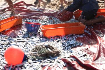 A pile of freshly caught fish on the seashore - a man collecting fish in containers