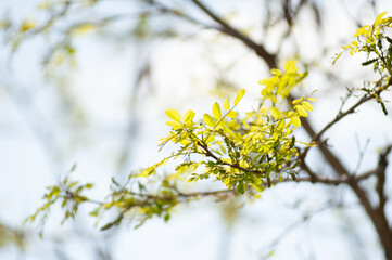 Sunlit branch in  spring
