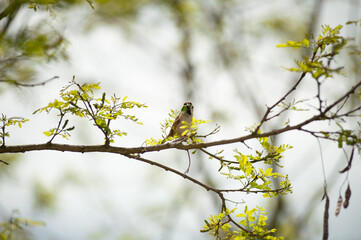 Single bird on branch during spring