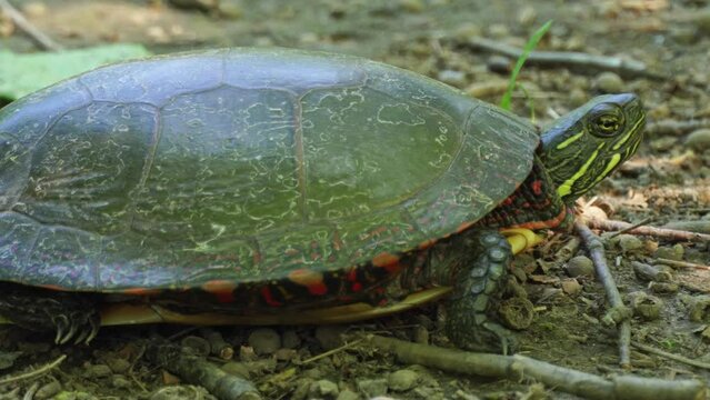 Painted Turtle is resting in the shadow near pond at very hot day. Most widespread native turtle of North America. Stouffville Conservation Area and Reservoir in Toronto, Ontario, Canada.