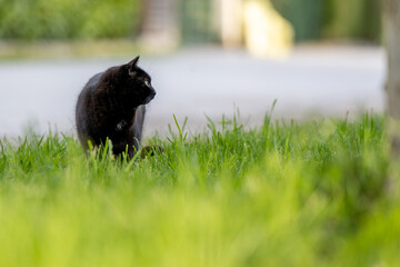Schwarze Katze
