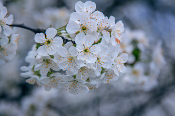Beautiful blooming cherry tree branches with white flowers growing in a garden. Spring nature background.