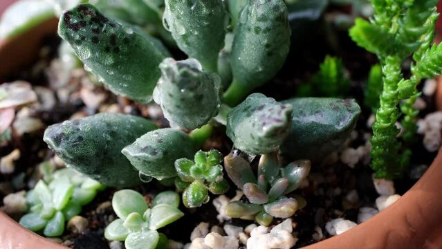 Beauty succulent mix in water drops closeup. Home mini garden rotation moving
