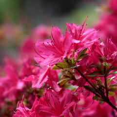 Closeup of flowers of Rhododendron 'Ima-shojo' in a garden in Spring